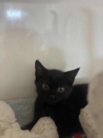 Princess, Adoptable, Kitten Female Domestic Short Hair & Domestic Short Hair.