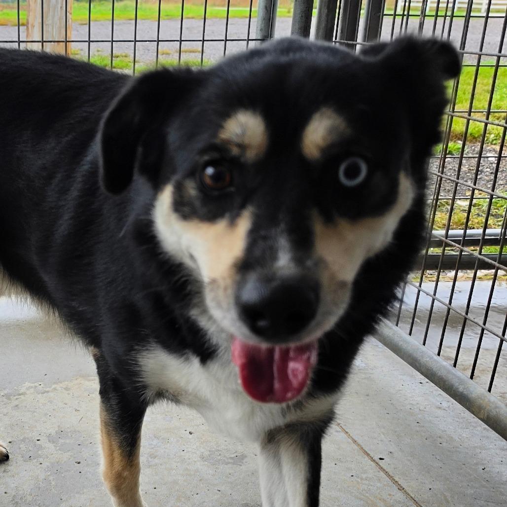Capitan, Adoptable, Adult Male Husky & Australian Cattle Dog / Blue Heeler.