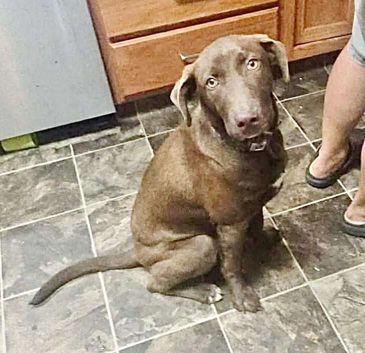 Enlarge Buckey, a Adoptable mixed breed in Hartford, CT image 6/6