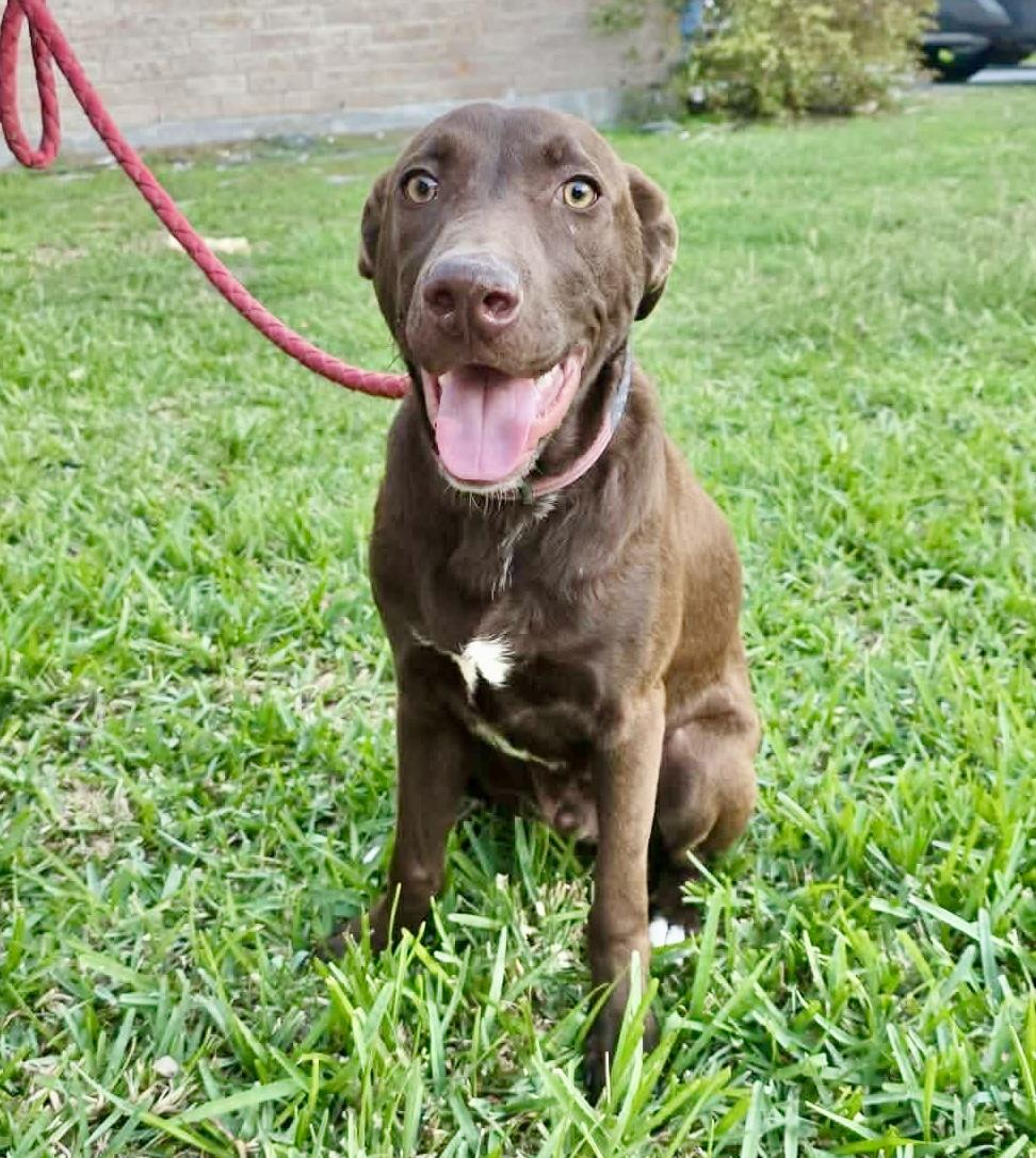 Enlarge Buckey, a Adoptable mixed breed in Hartford, CT image 2/6