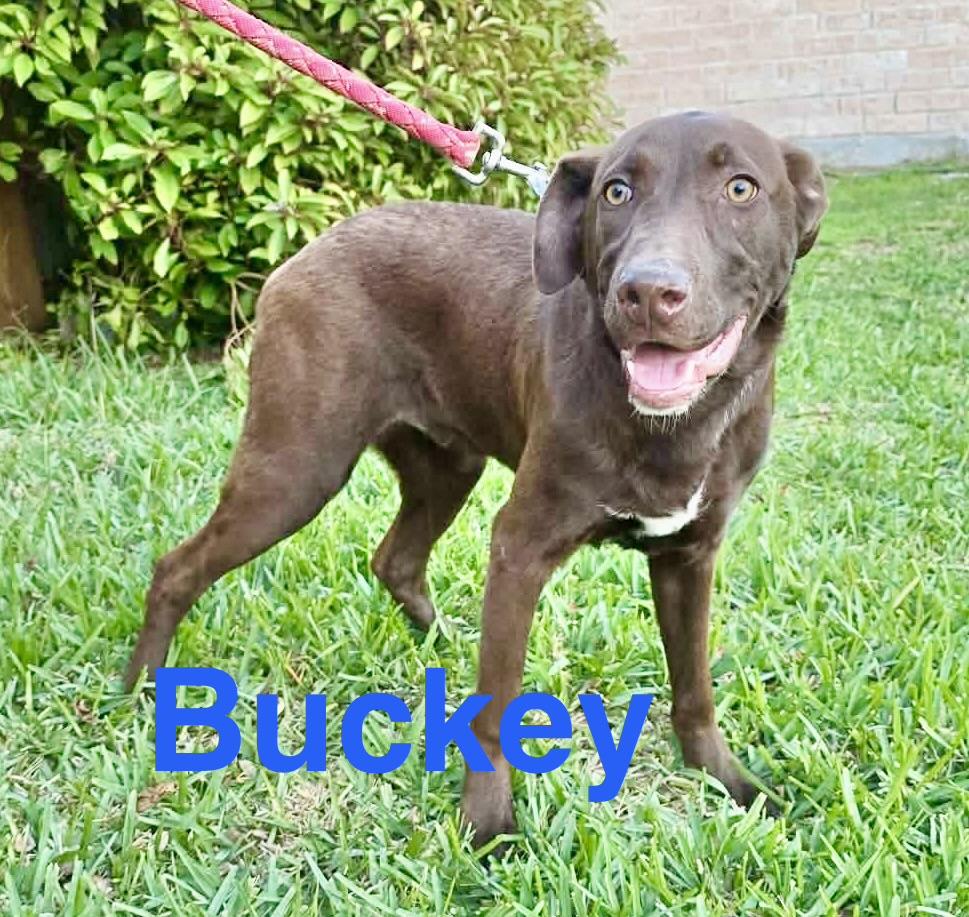 Buckey, Adoptable, Young Male Chocolate Labrador Retriever & Labrador Retriever.