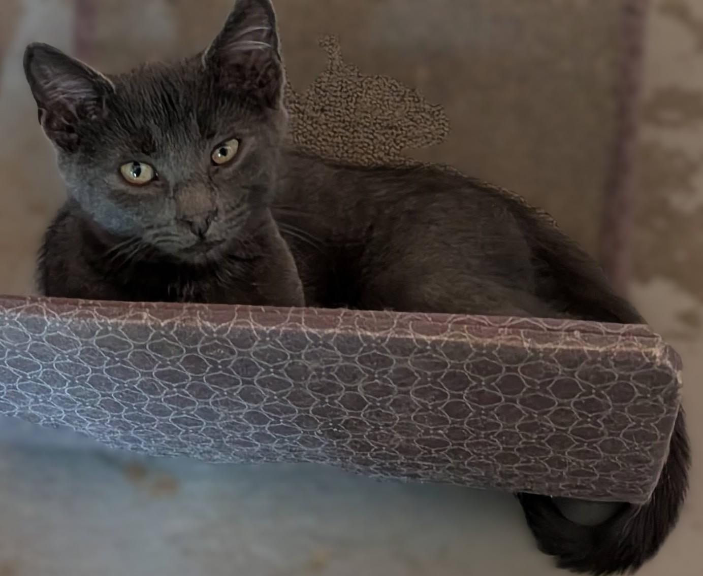 Slate, a ADOPTABLE mixed breed in Libby, MT image 4/6