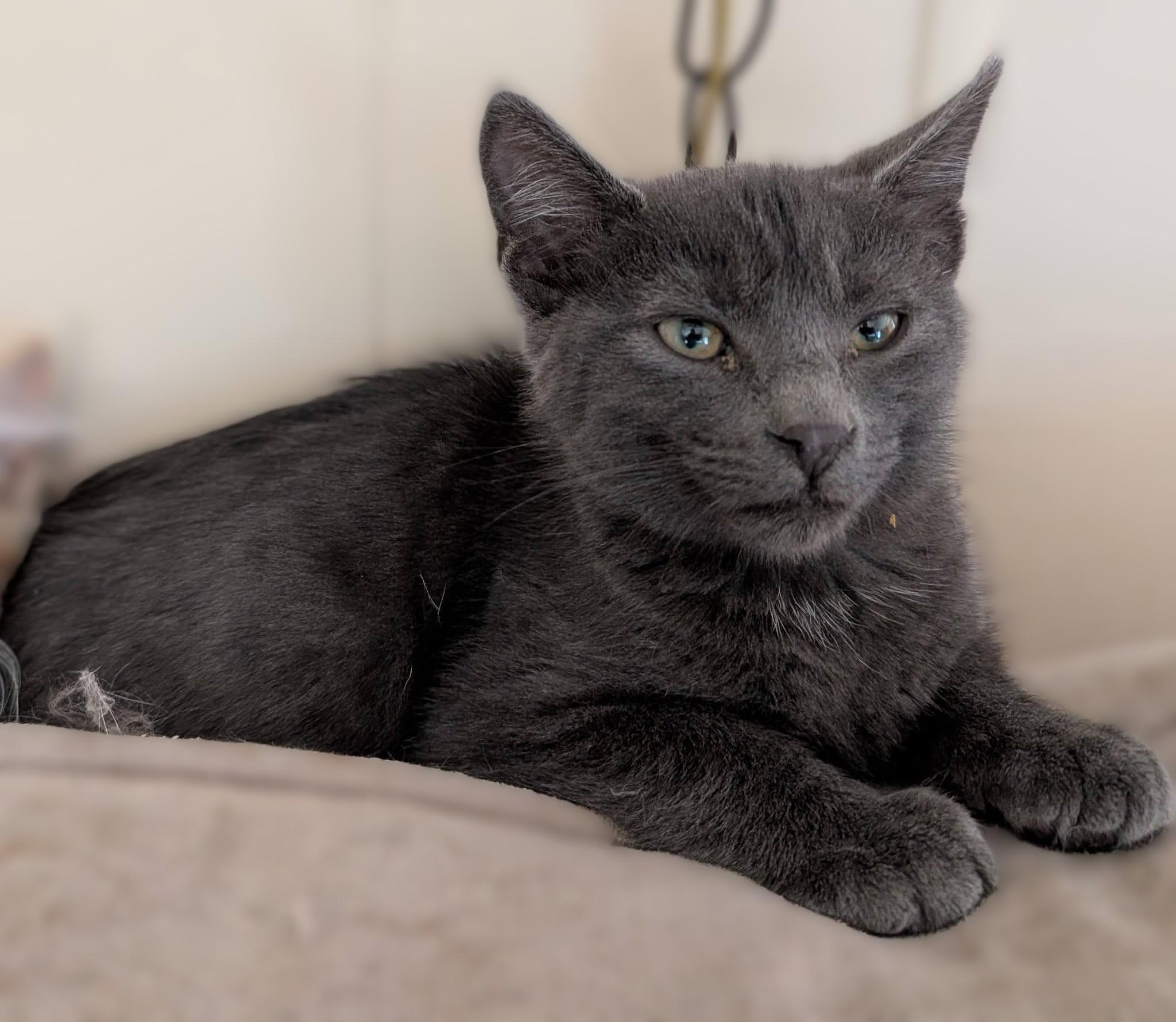 Slate, a ADOPTABLE mixed breed in Libby, MT image 2/6