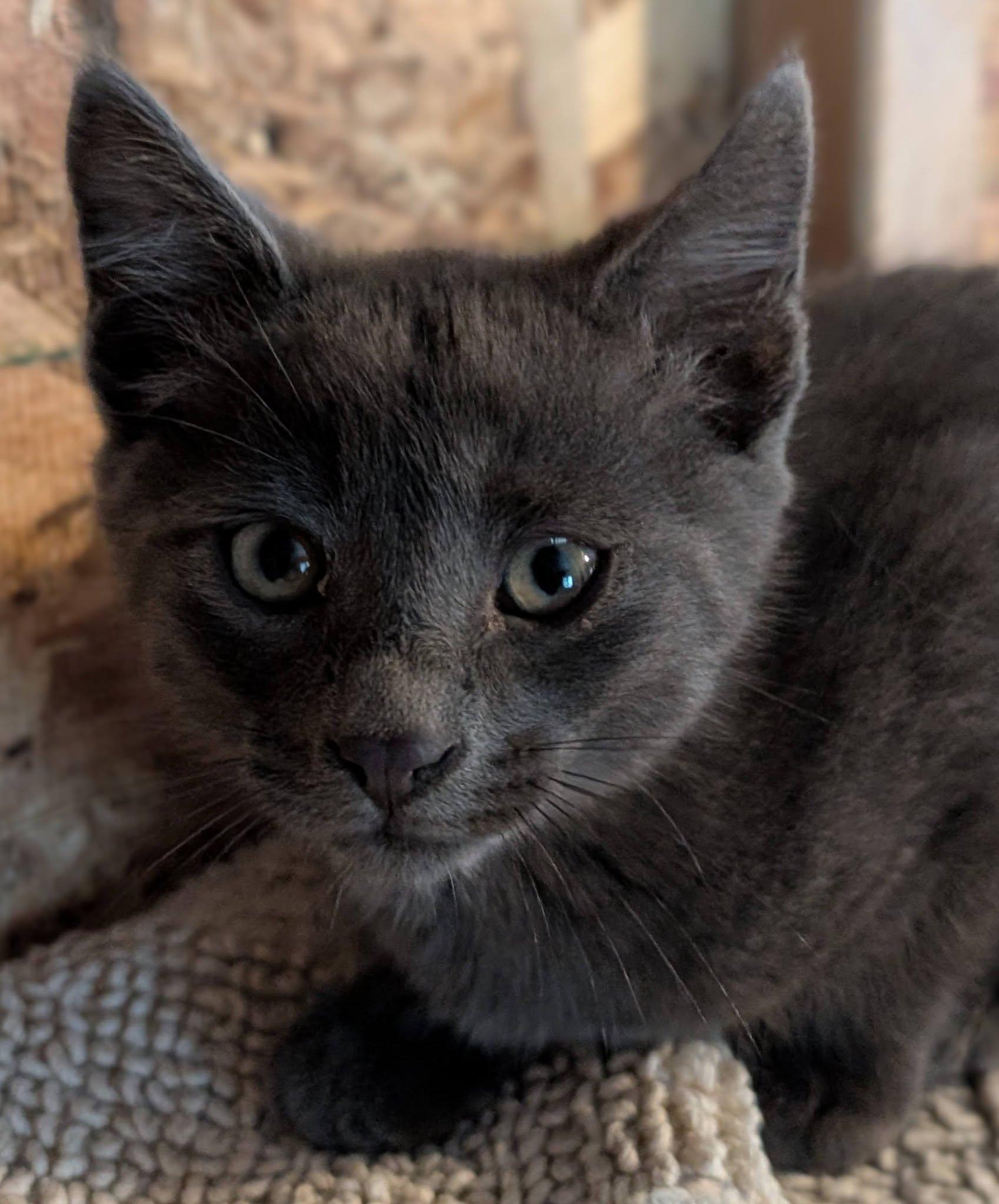 Slate, a ADOPTABLE mixed breed in Libby, MT image 5/6