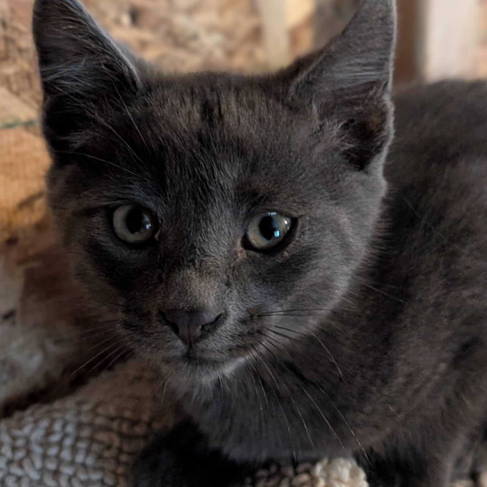 Enlarge Slate, a Adopted mixed breed in Libby, MT image 4/6
