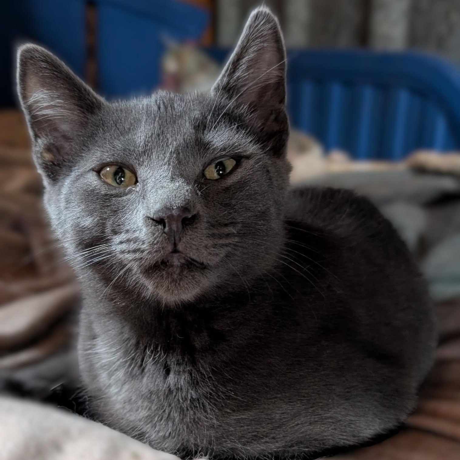 Slate, Adopted, Kitten Male Russian Blue & Domestic Short Hair.