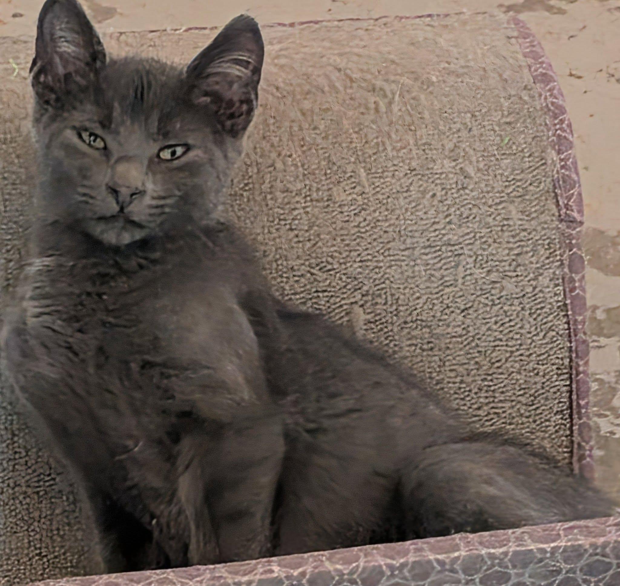 Slate, ADOPTABLE, Kitten Male Tabby & Domestic Short Hair.