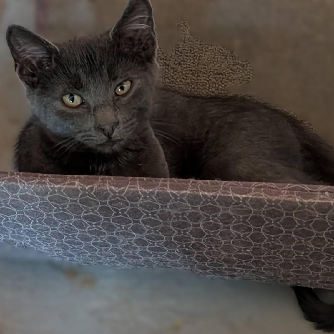 Enlarge Slate, a Adopted mixed breed in Libby, MT image 3/6