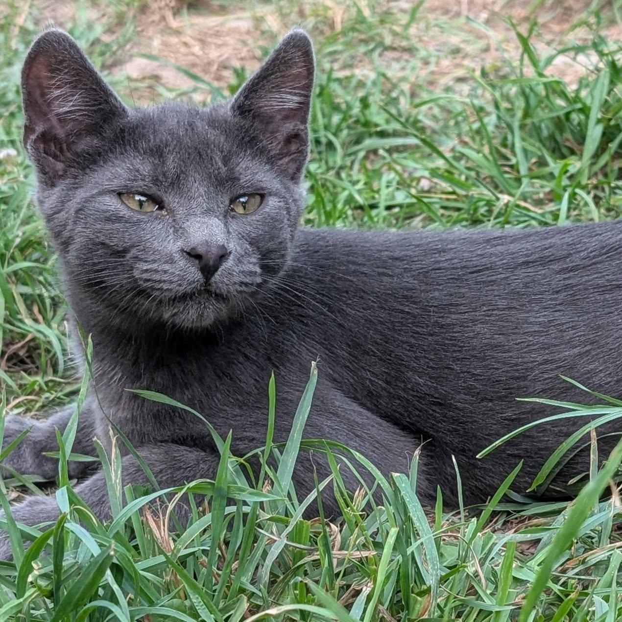 Enlarge Slate, a Adopted mixed breed in Libby, MT image 2/6