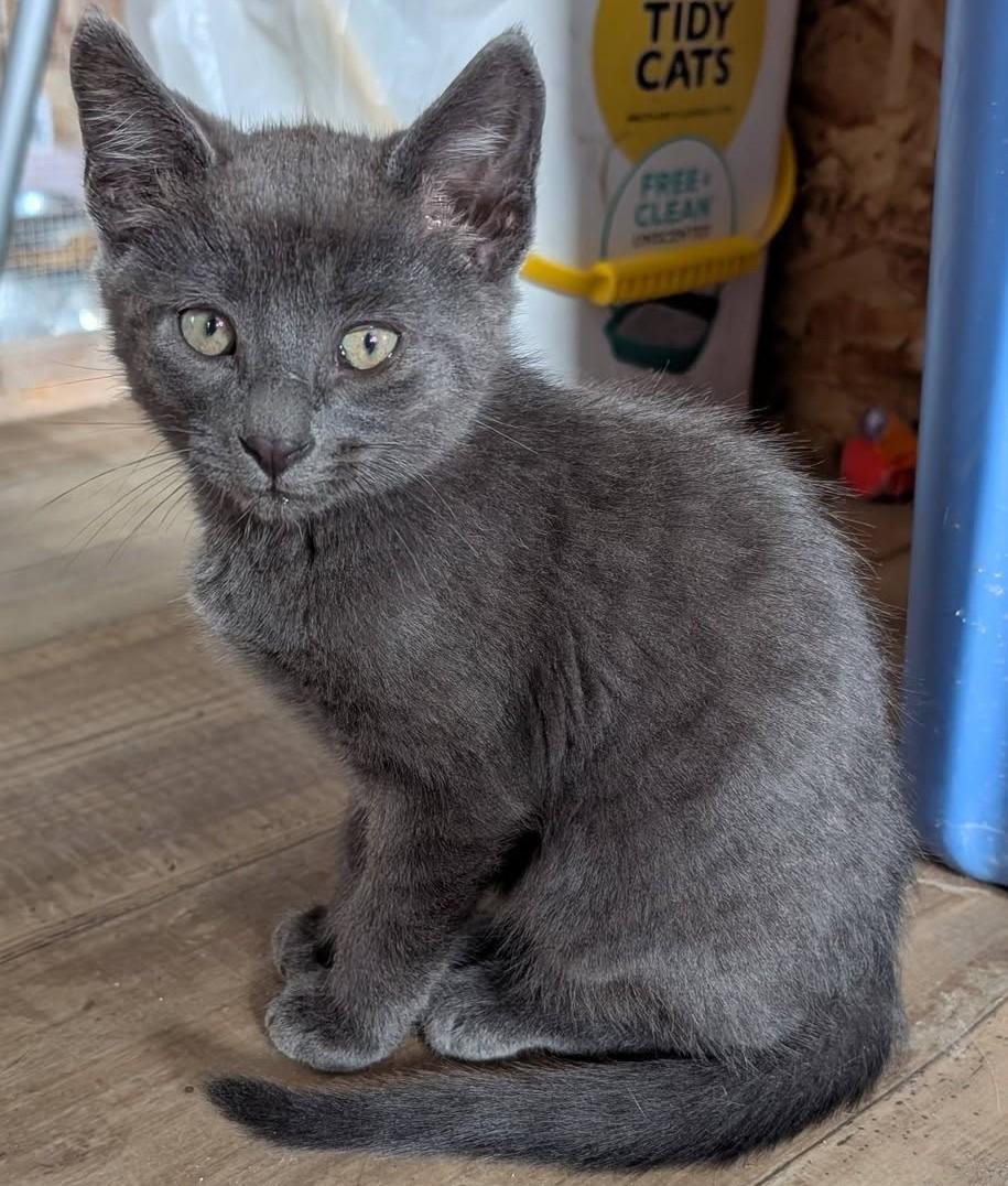 Slate, a ADOPTABLE mixed breed in Libby, MT image 3/6