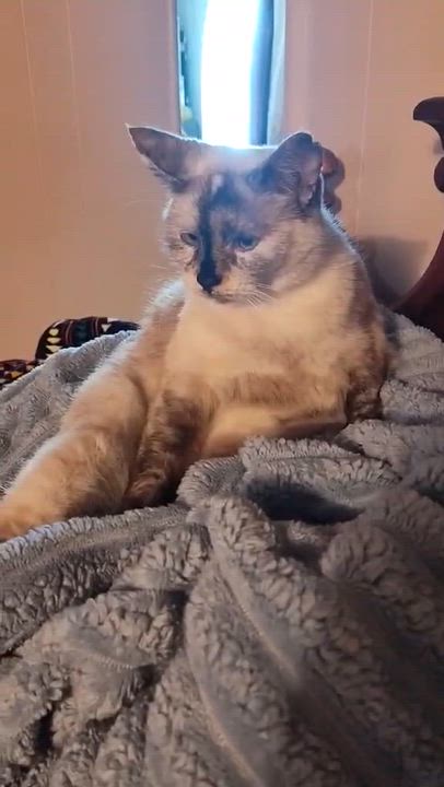 Enlarge Slate, a ADOPTABLE mixed breed in Libby, MT video 6/6