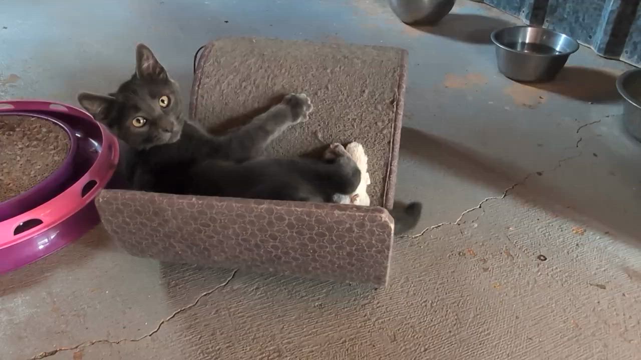 Enlarge Slate, a Adopted mixed breed in Libby, MT video 5/6