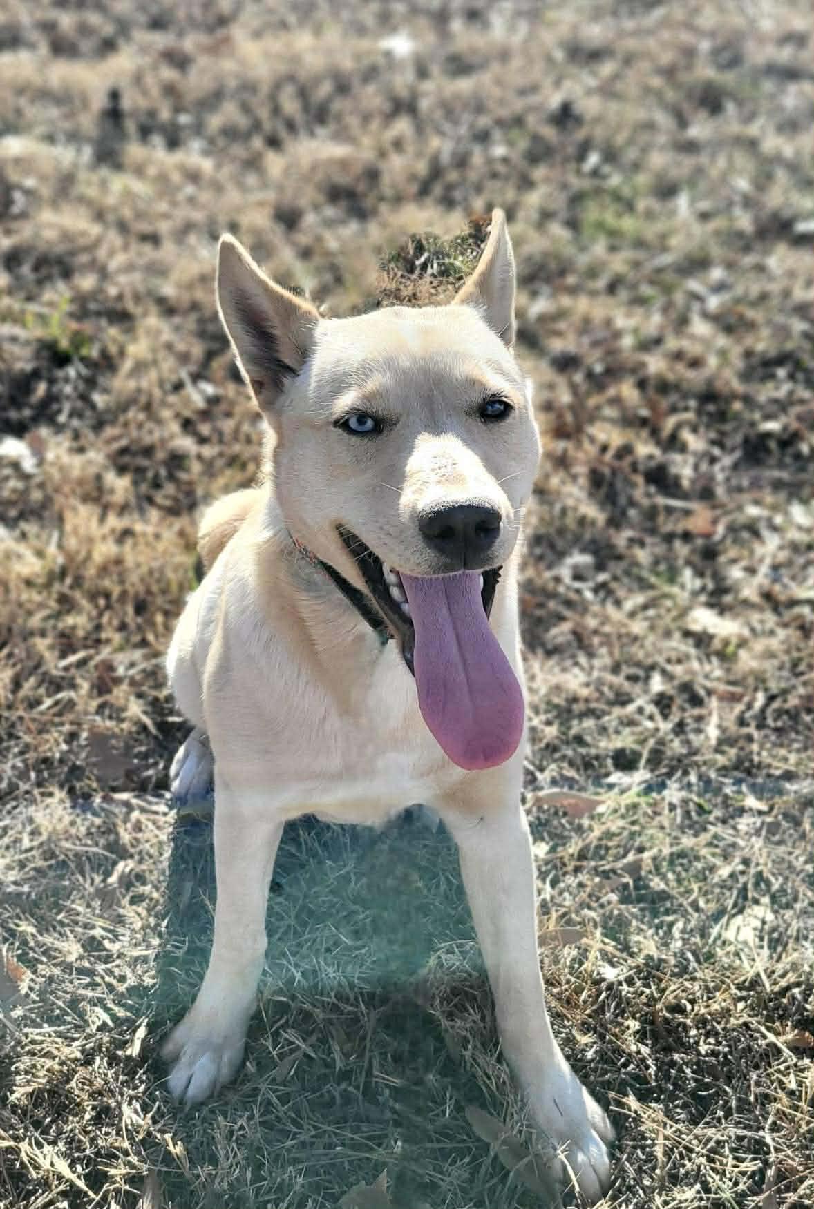 Enlarge Michaela, a ADOPTABLE Mixed Breed in Northwood, NH image 4/5