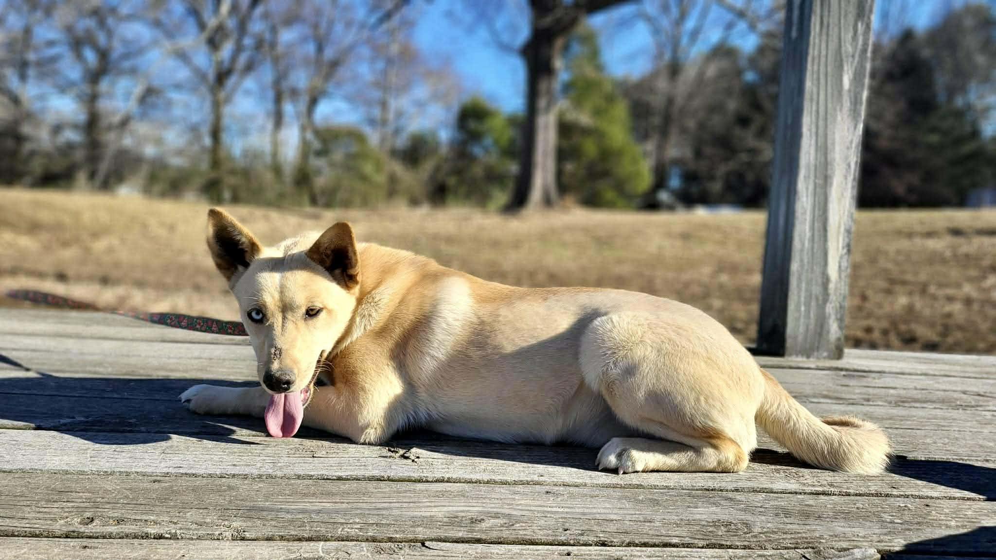 Enlarge Michaela, a ADOPTABLE Mixed Breed in Northwood, NH image 3/5