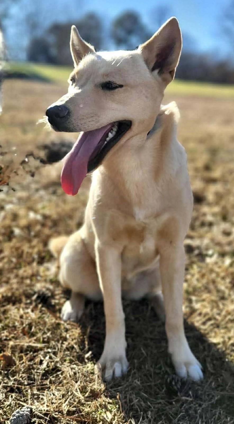 Enlarge Michaela, a ADOPTABLE Mixed Breed in Northwood, NH image 2/5