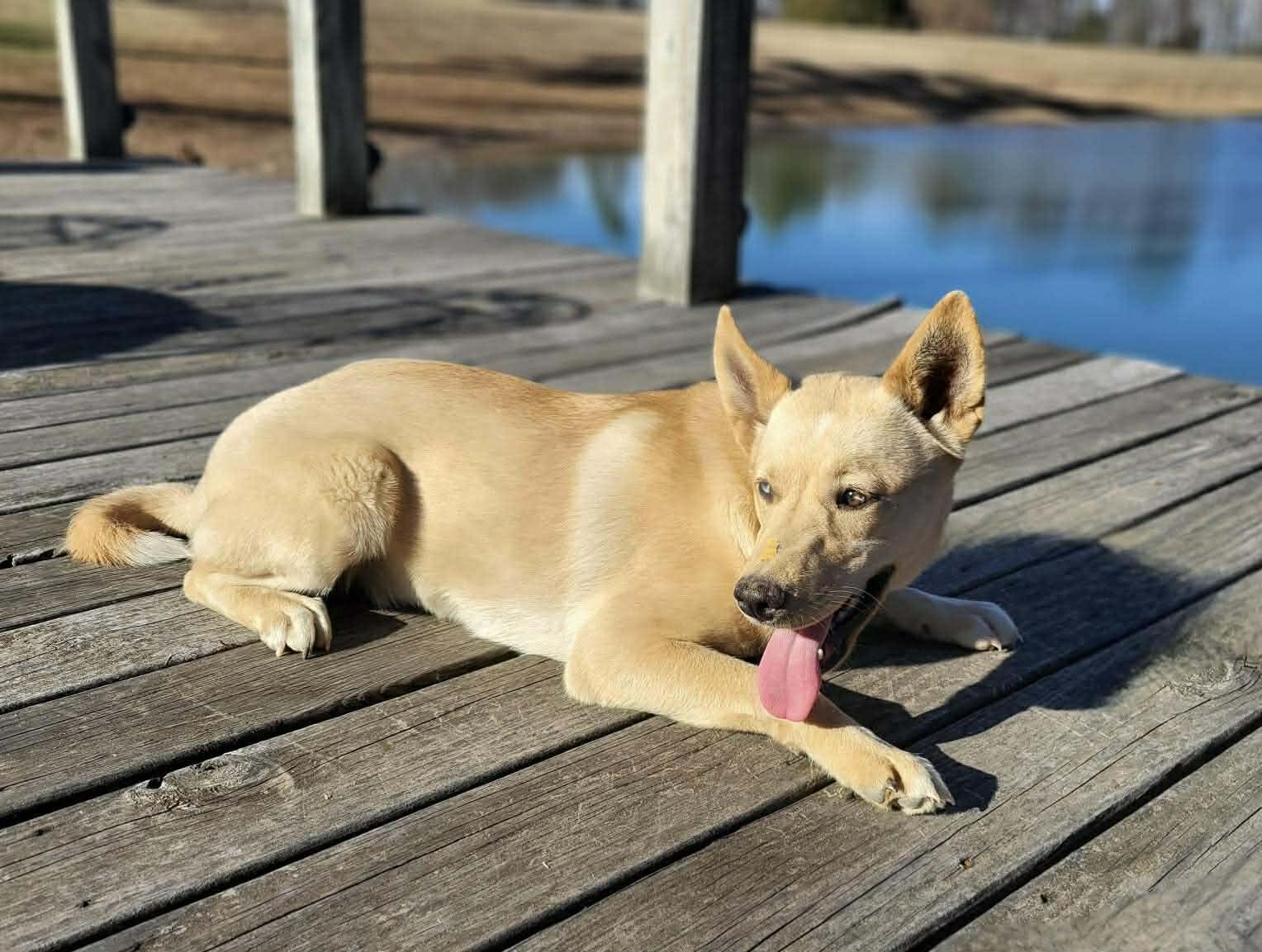Enlarge Michaela, a ADOPTABLE Mixed Breed in Northwood, NH image 5/5