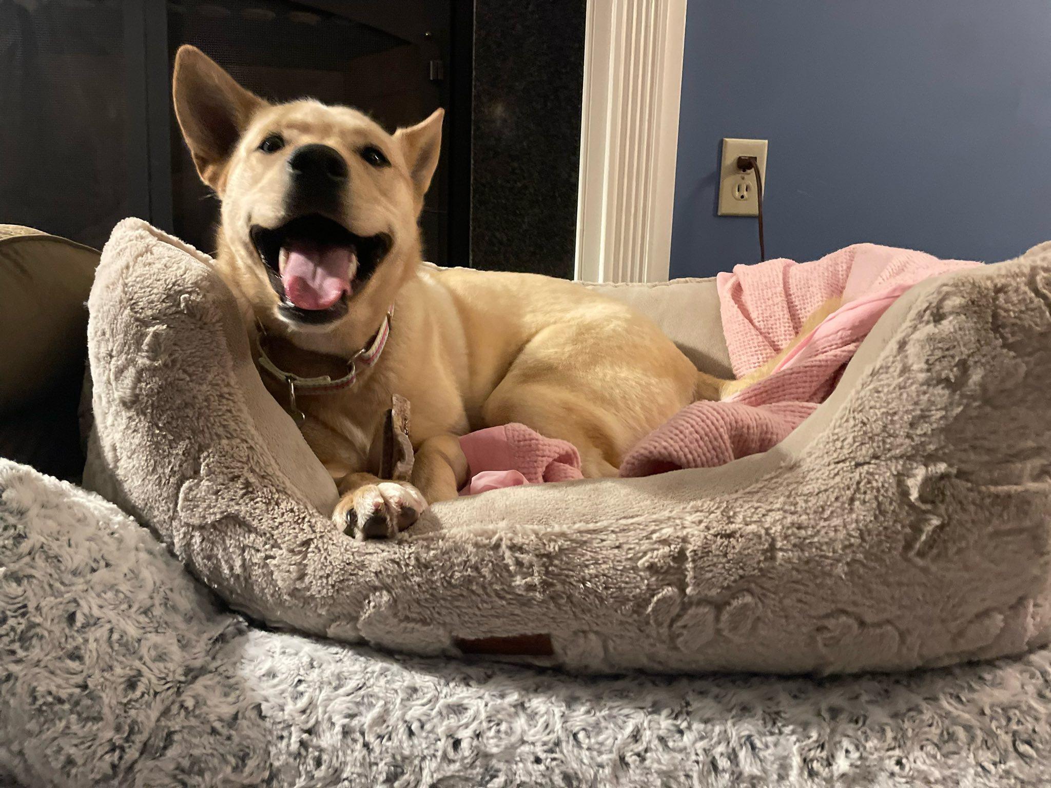 Michaela *HERE IN NH*, a ADOPTABLE Mixed Breed in Northwood, NH image 4/5