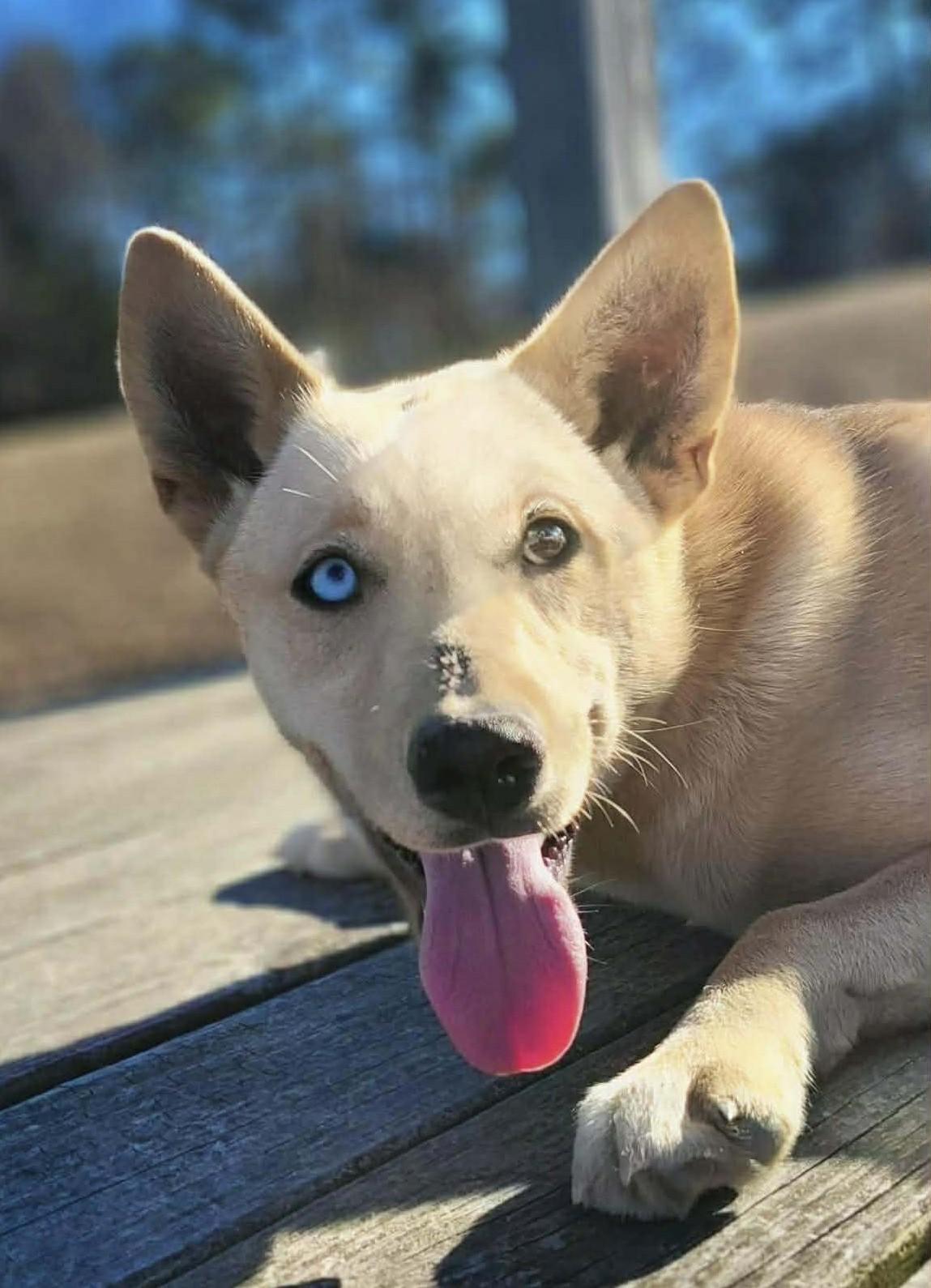 Michaela, ADOPTABLE, Young Female Mixed Breed.