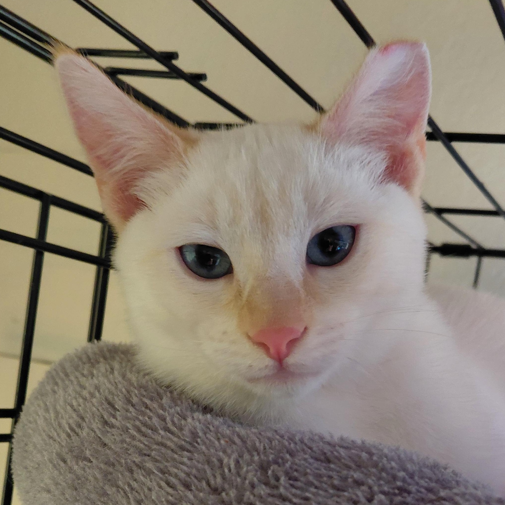 BURGIS-(bk), a Adoptable mixed breed in Burlington, WA image 5/6