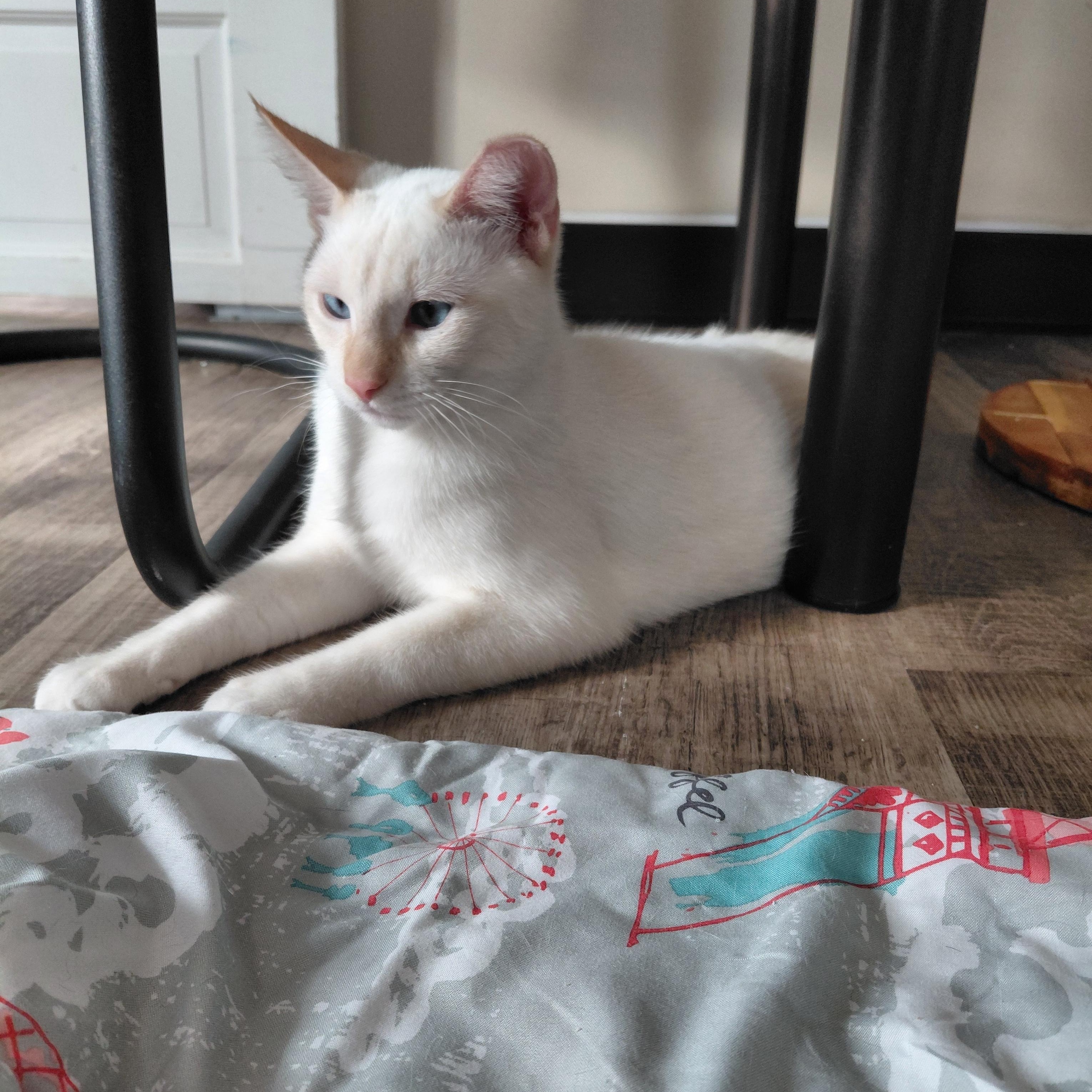 BURGIS-(bk), a Adoptable mixed breed in Burlington, WA image 6/6