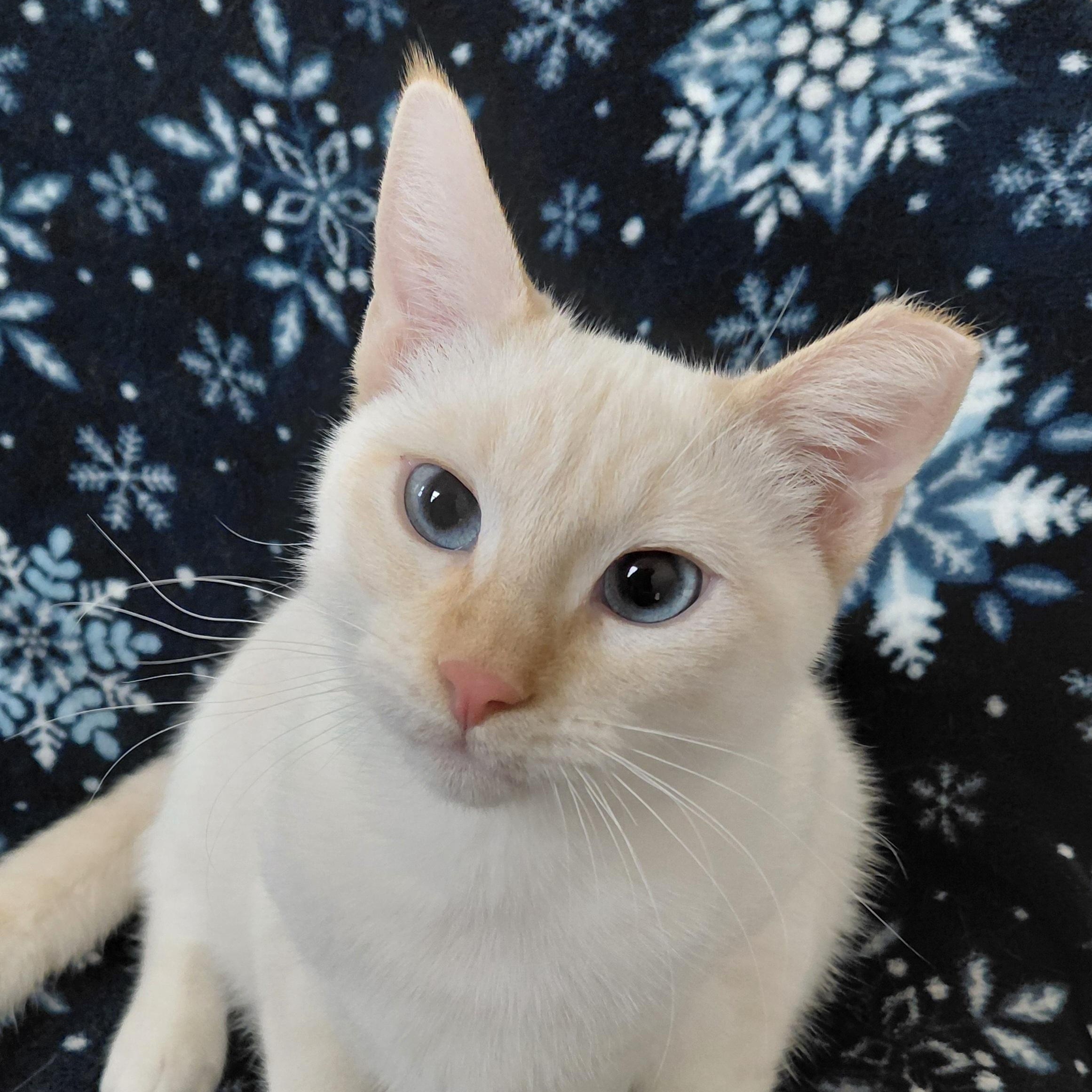 BURGIS-(bk), Adoptable, Young Male Siamese & Domestic Short Hair.