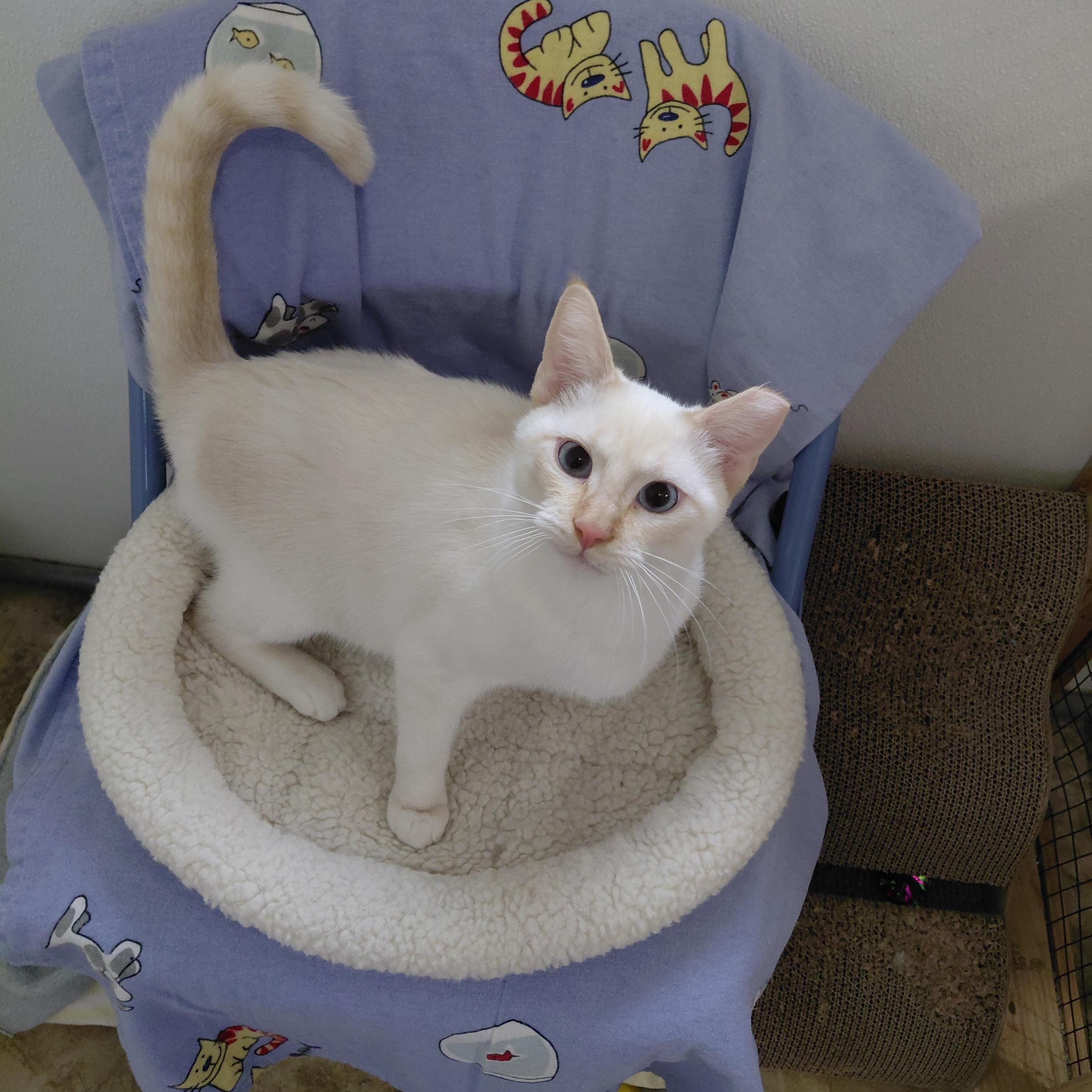 BURGIS-(bk), a Adoptable mixed breed in Burlington, WA image 2/6