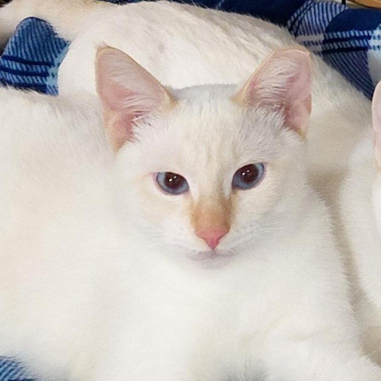 BURGIS-(bk), a Adoptable mixed breed in Burlington, WA image 4/6