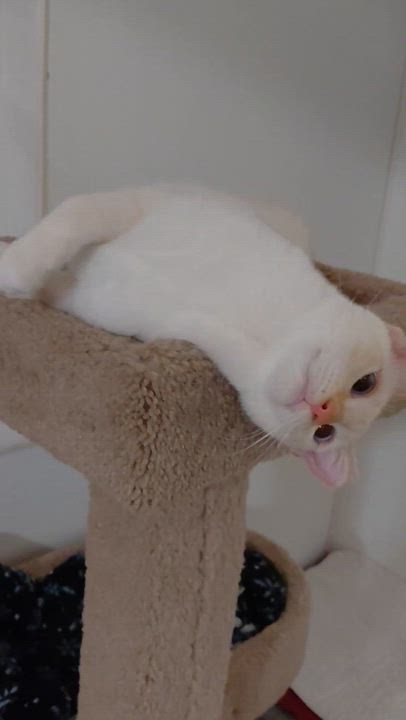 Enlarge BURGIS-(bk), a Adoptable mixed breed in Burlington, WA video 3/6