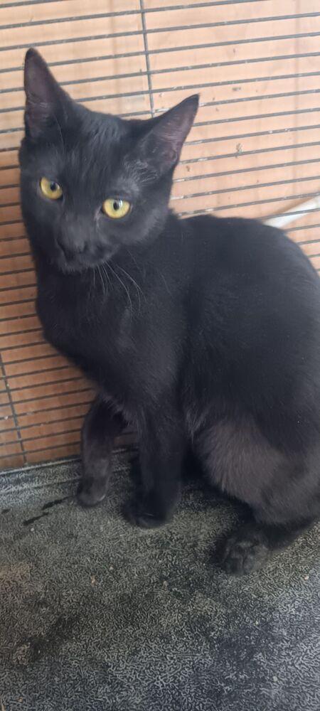 Black Beauty, Adopted, Kitten Female Domestic Short Hair.