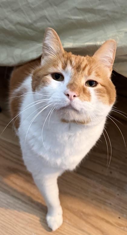 Pumpkin, Adoptable, Adult Male Domestic Short Hair & Domestic Short Hair.