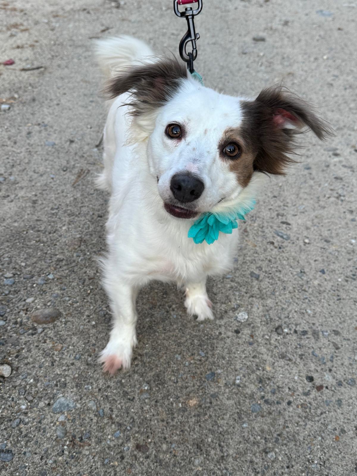 Poppy, Adoptable, Young Female Spaniel.