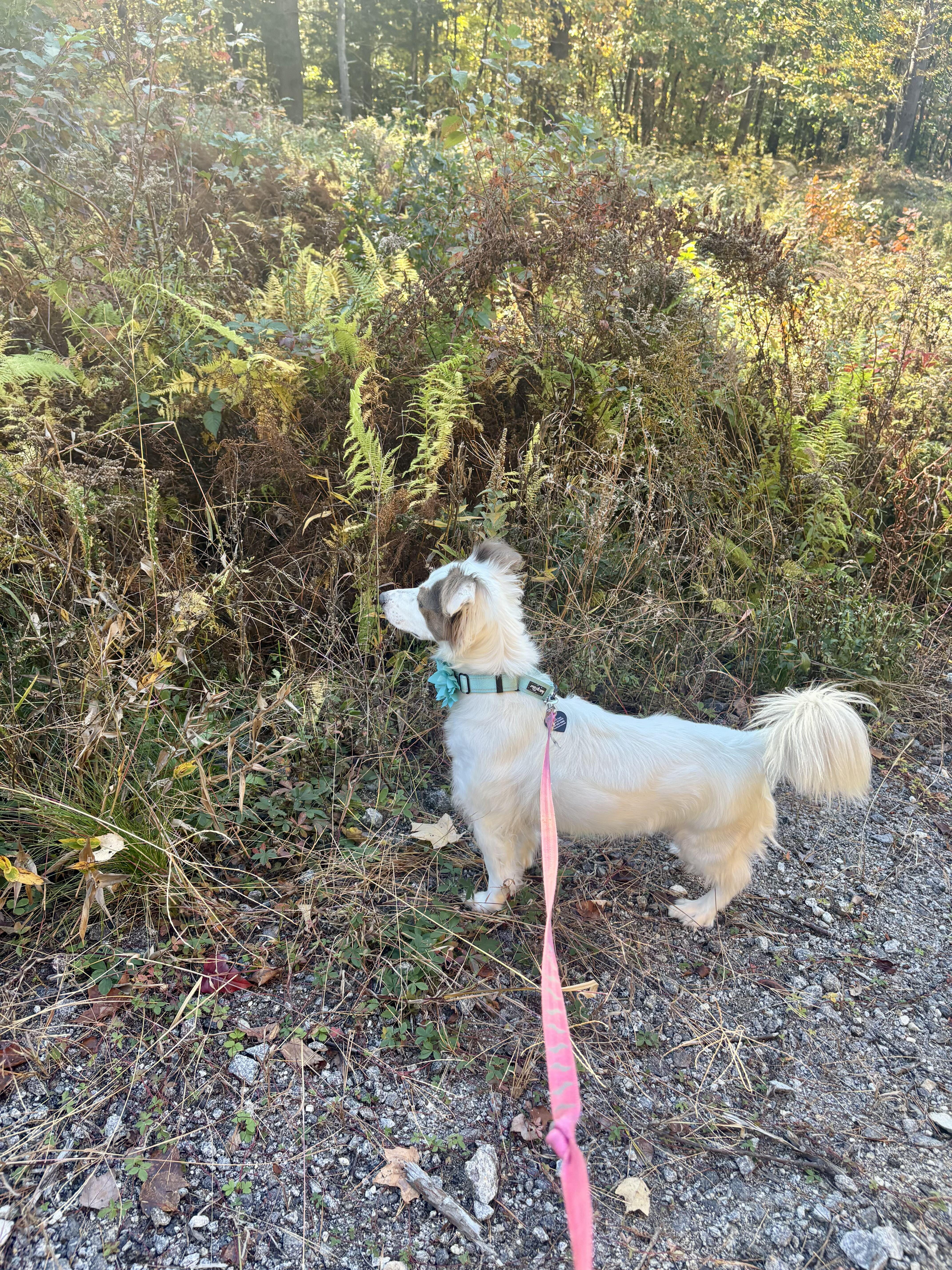 Enlarge Poppy, a Adoptable Spaniel in Weare, NH image 6/6