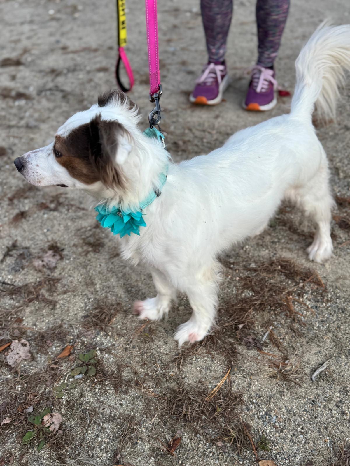 Enlarge Poppy, a Adoptable Spaniel in Weare, NH image 2/6