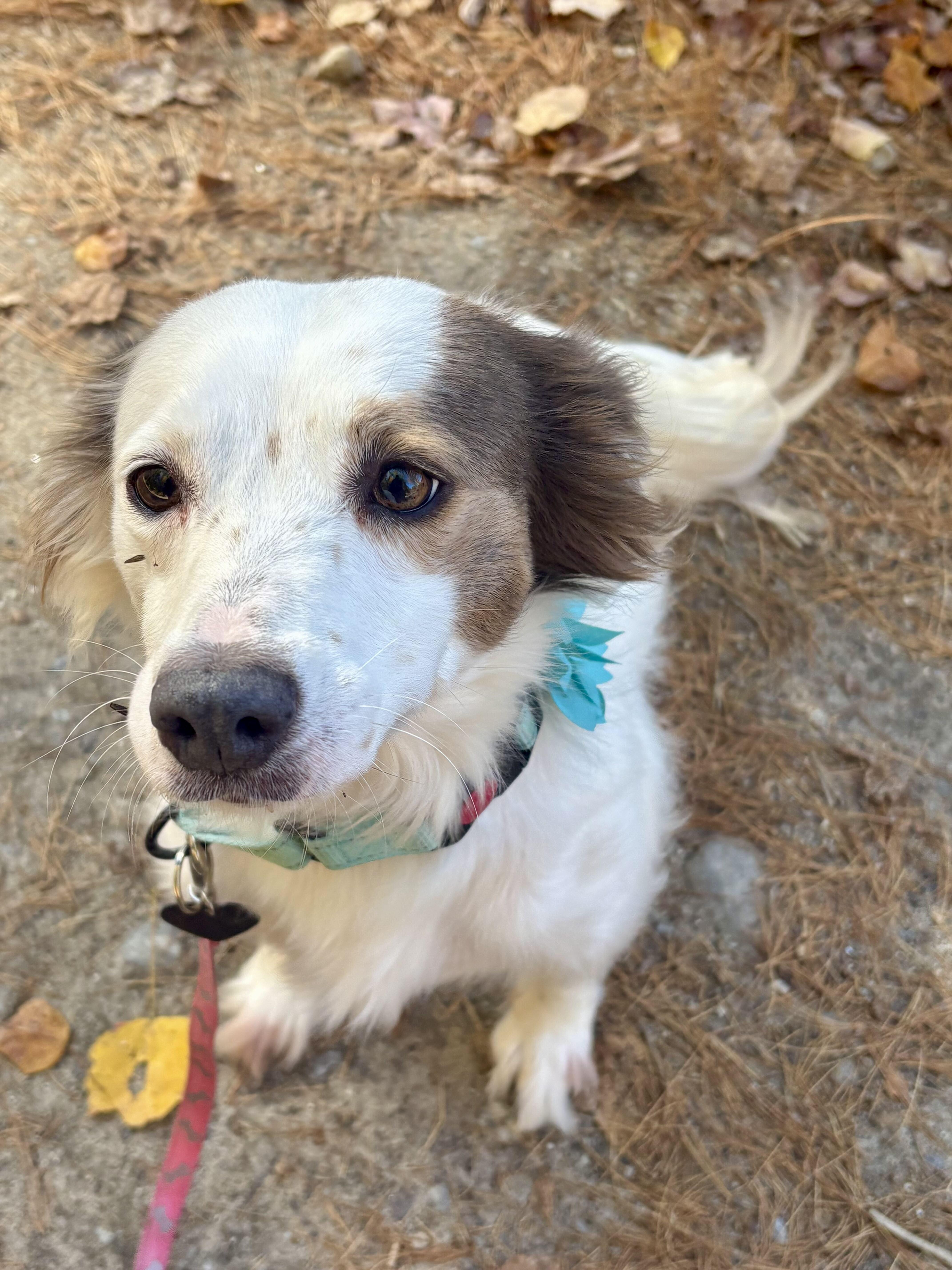 Enlarge Poppy, a Adoptable Spaniel in Weare, NH image 4/6