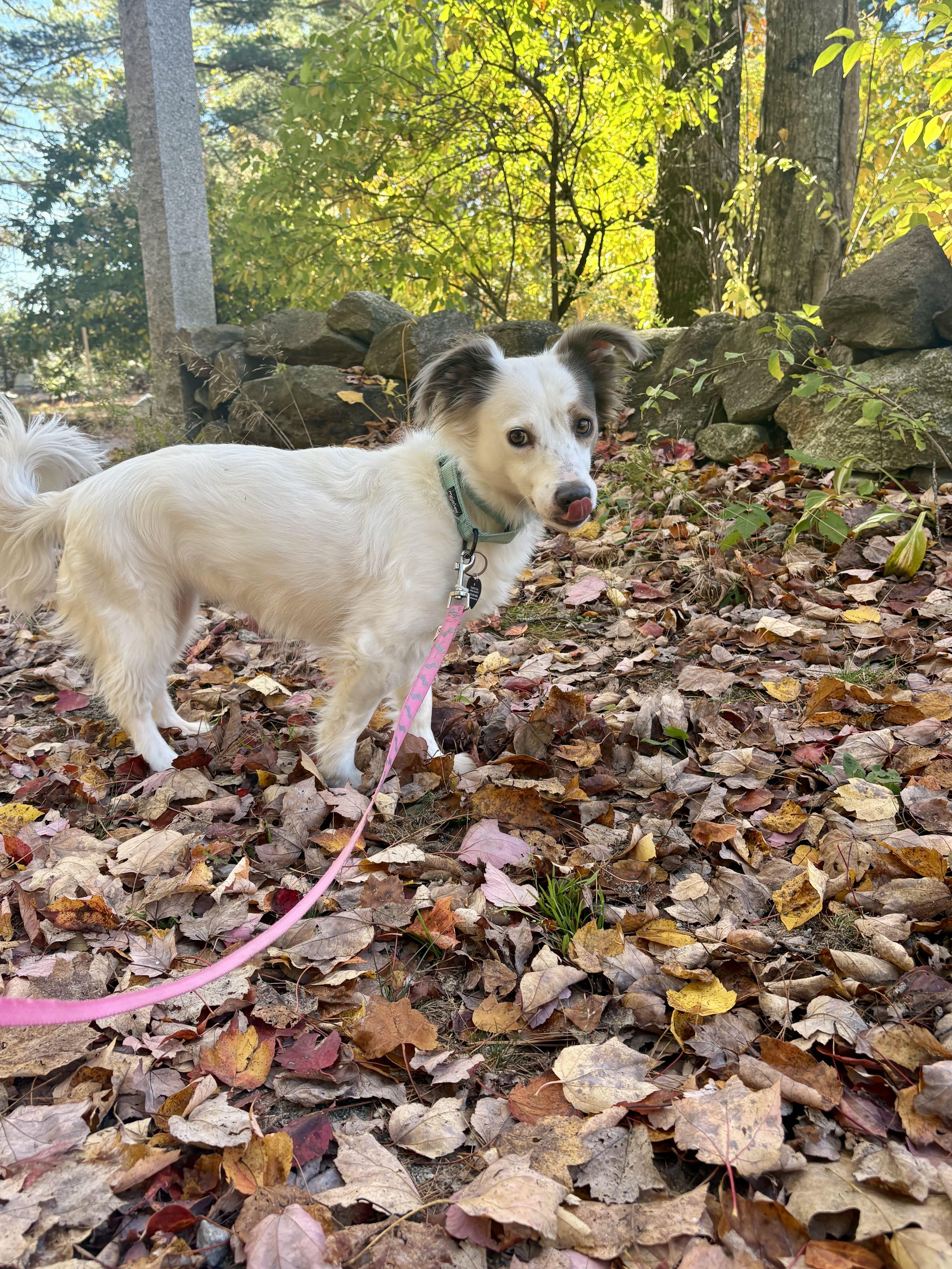 Enlarge Poppy, a Adoptable Spaniel in Weare, NH image 3/6