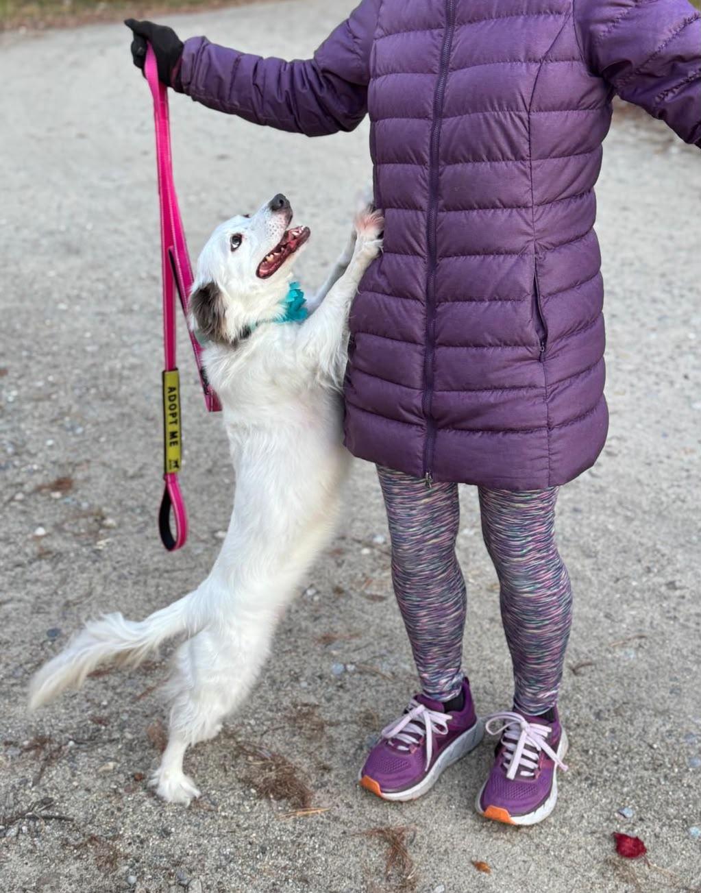 Enlarge Poppy, a Adoptable Spaniel in Weare, NH image 5/6