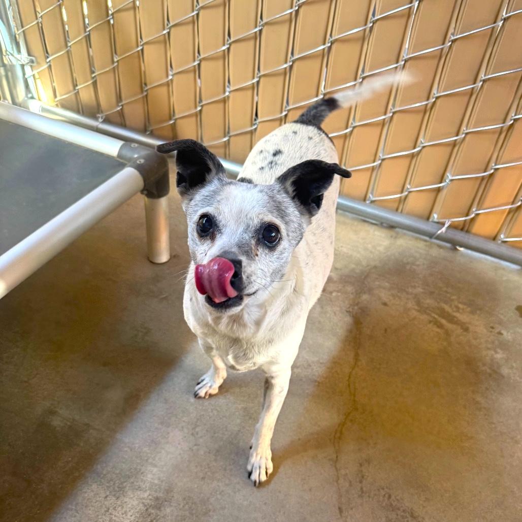 Enlarge SALLY, a Adopted Chihuahua in Joshua Tree, CA image 1/1