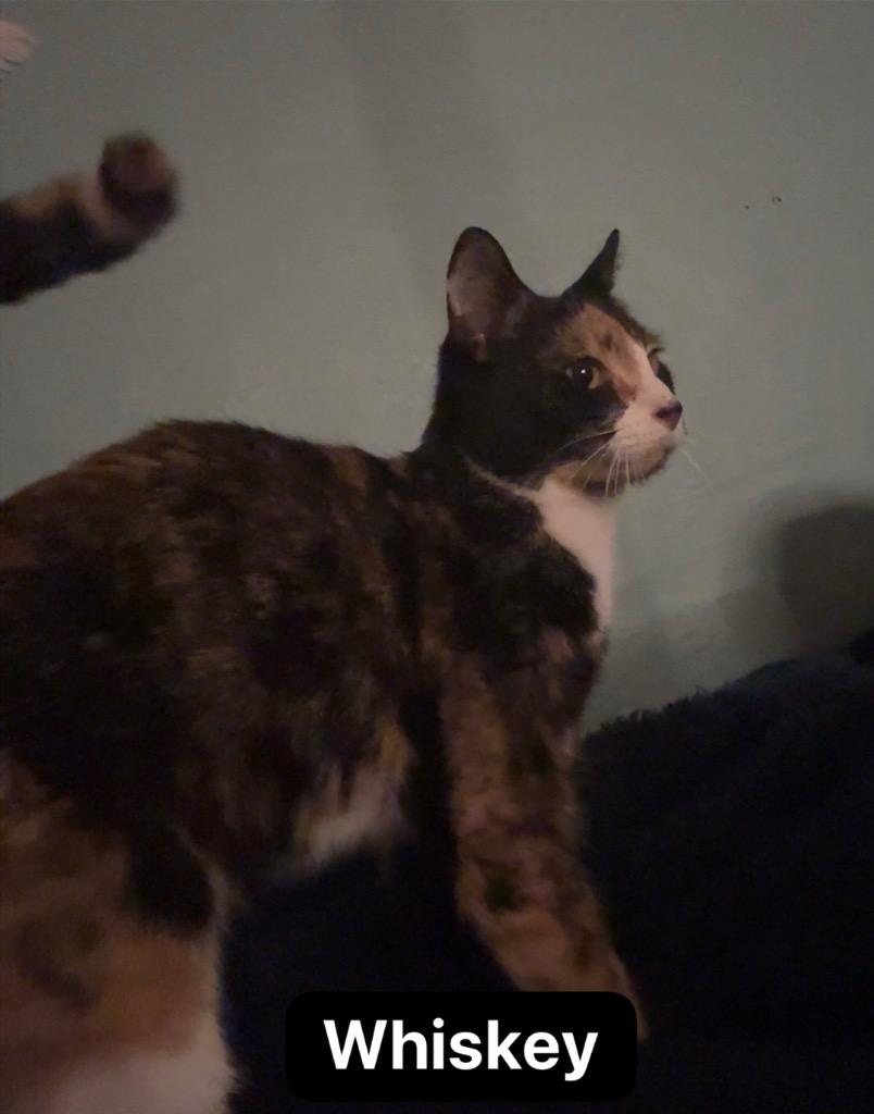 Whiskey, Adoptable, Young Female Domestic Short Hair.