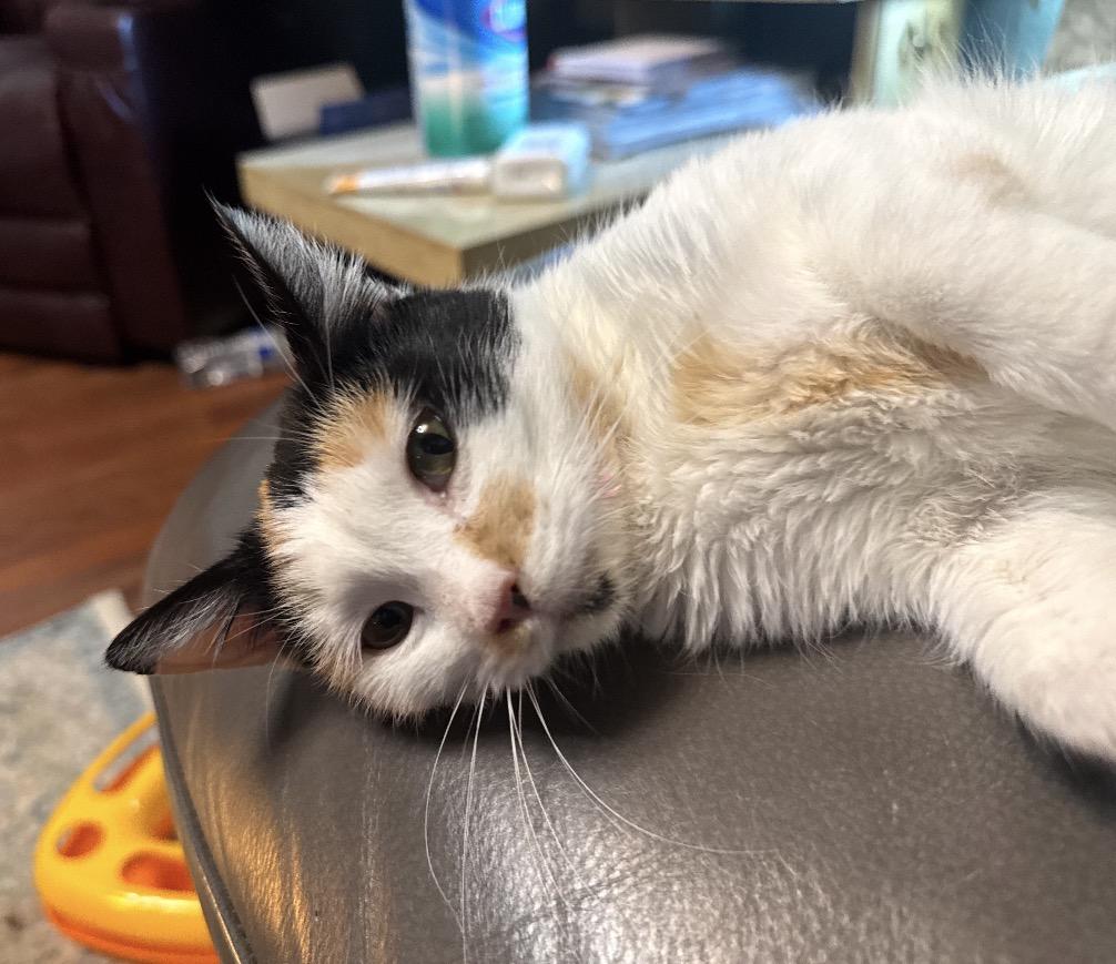 Gemma, a ADOPTABLE Domestic Short Hair in Pocatello, ID image 2/2