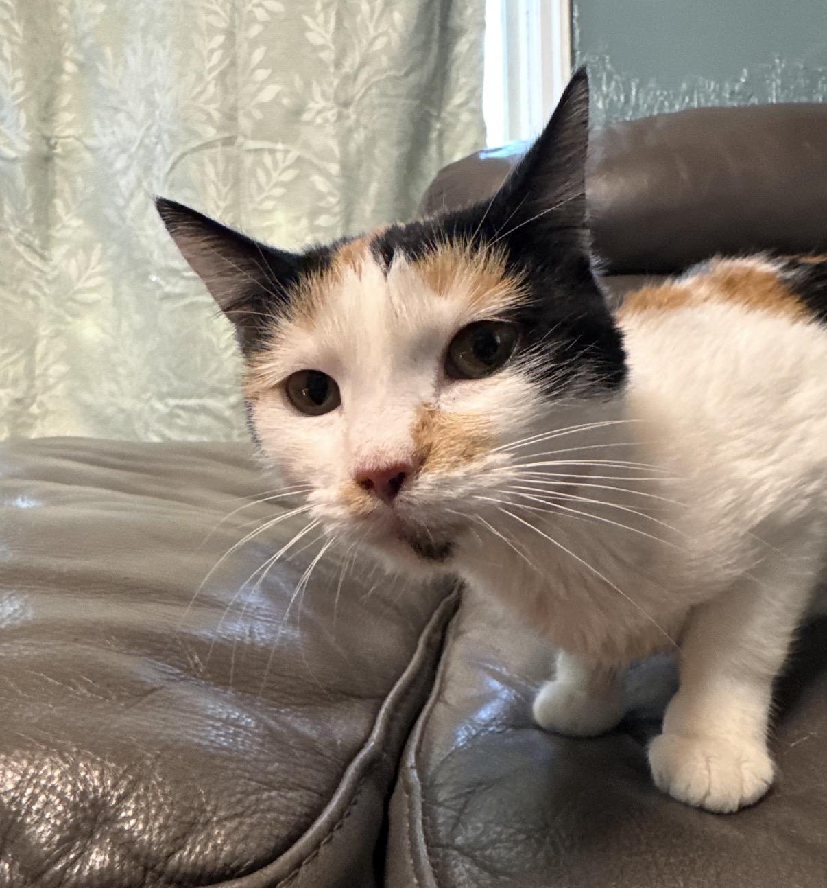 Gemma, a ADOPTABLE Domestic Short Hair in Pocatello, ID image 1/2