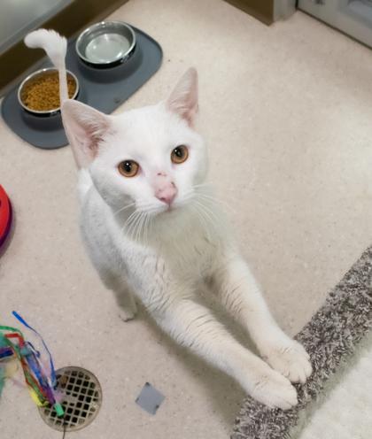 Napier, Adoptable, Adult Male Domestic Short Hair & Domestic Short Hair.