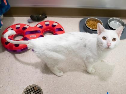 Enlarge Napier, a Adoptable Domestic Short Hair in Ann Arbor, MI image 2/3