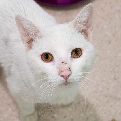 Enlarge Napier, a Adoptable Domestic Short Hair in Ann Arbor, MI image 3/3