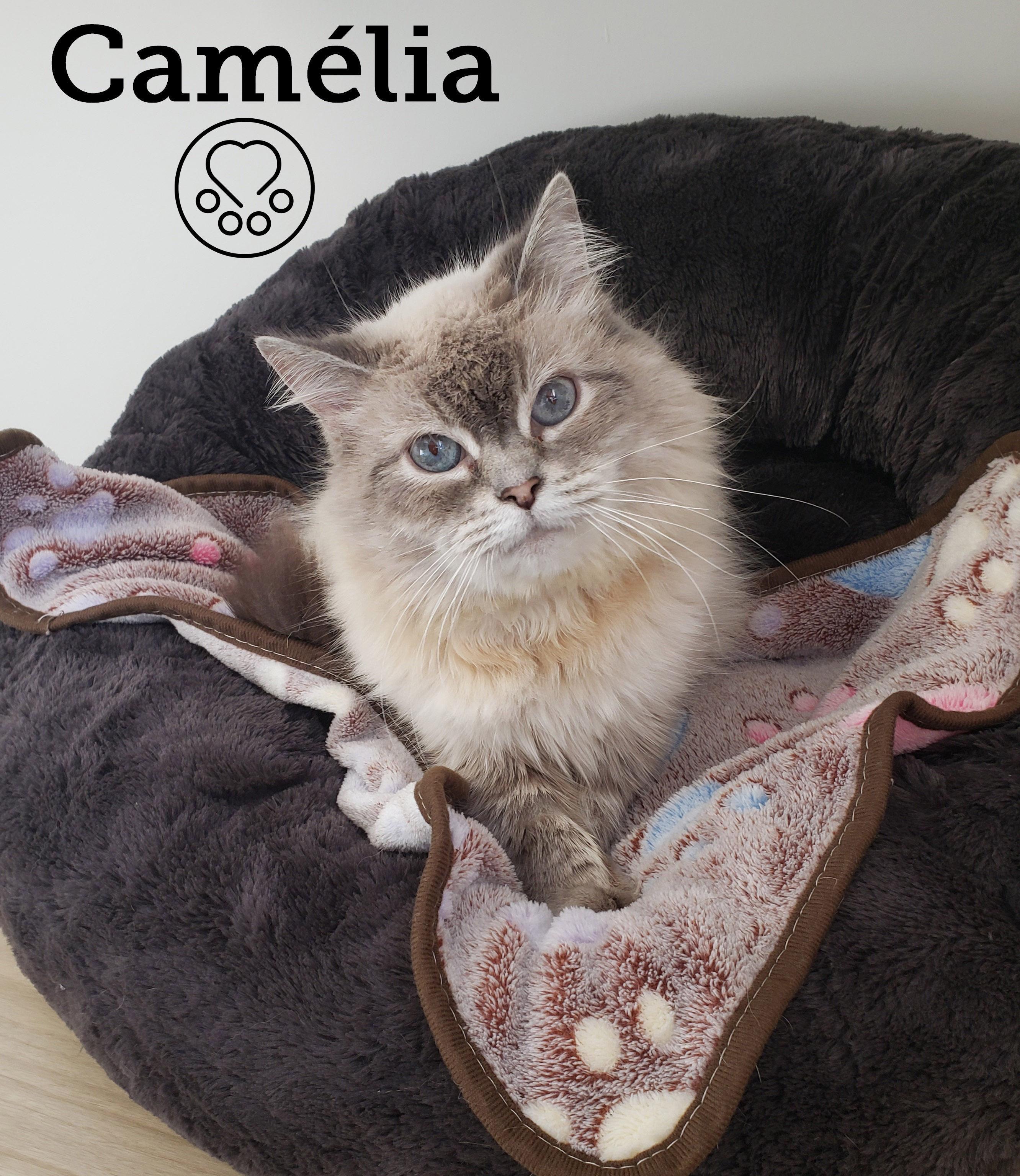 Camélia, ADOPTABLE, Senior Female Himalayan.