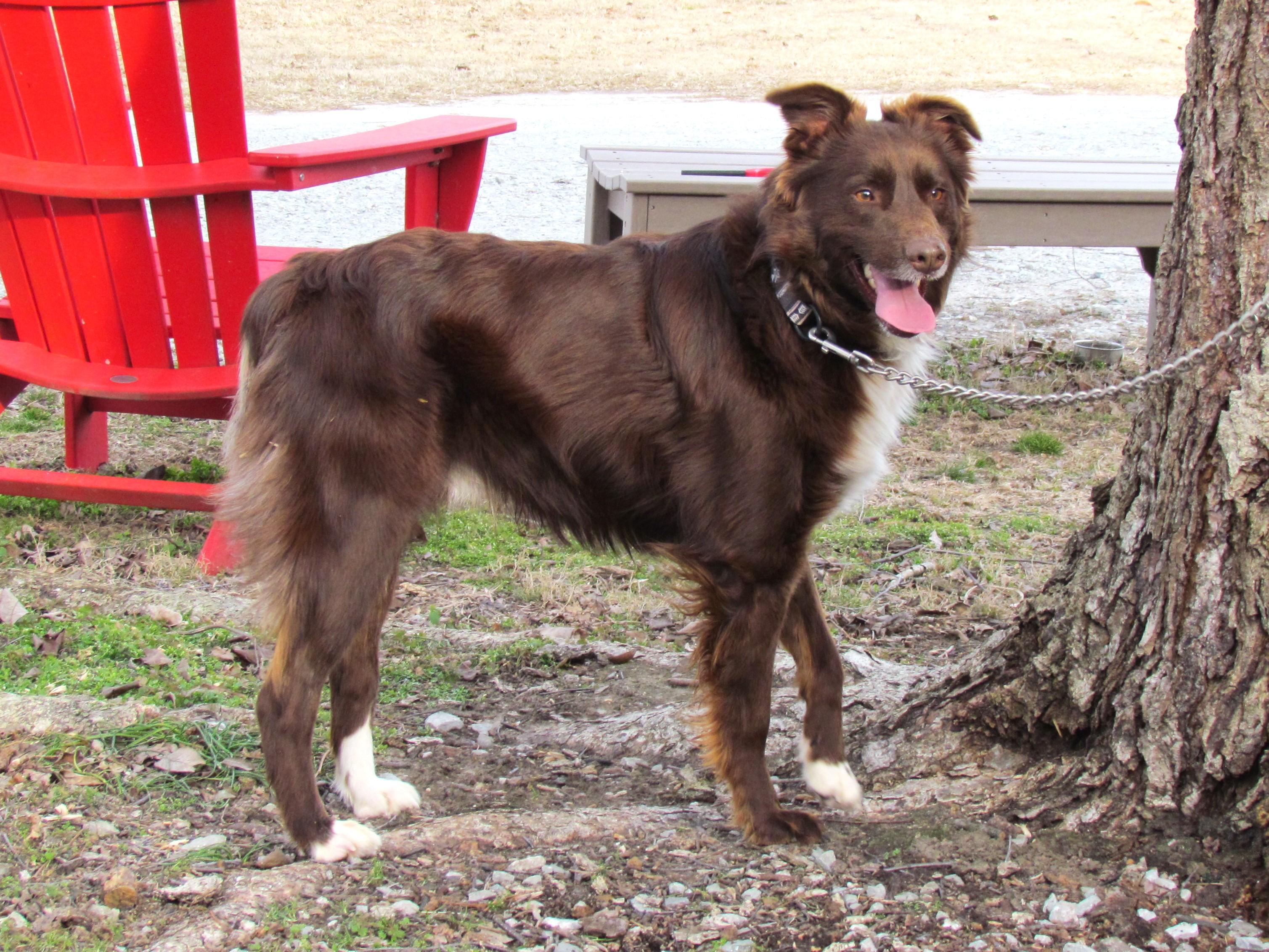 CHET, a Adoptable Australian Shepherd in Newburgh, NY image 4/6