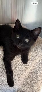 Enlarge Higgins, a Adopted Domestic Short Hair in Cobourg, ON image 1/1
