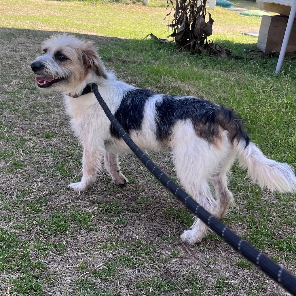 Stuart Little — thumbnail 3