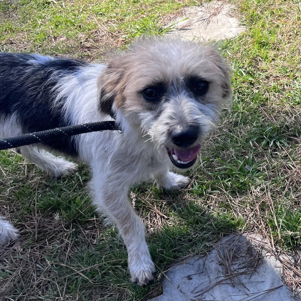 Stuart Little — thumbnail 4