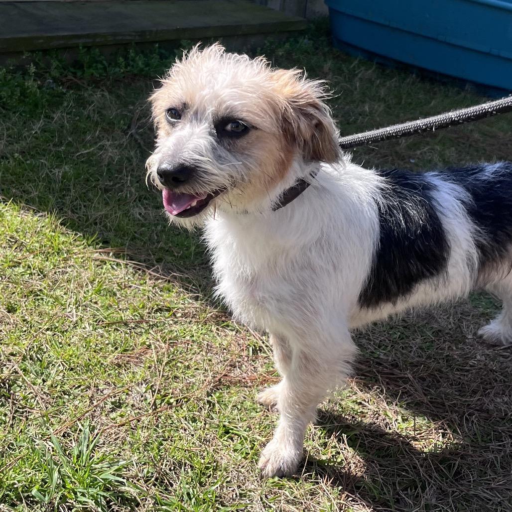 Stuart Little — thumbnail 5