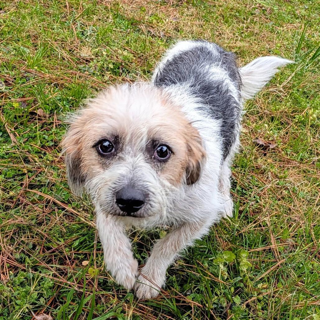 Stuart Little — thumbnail 6